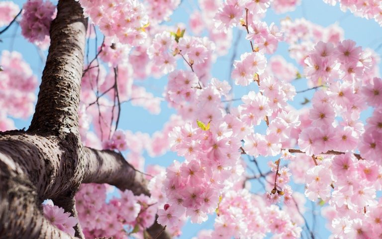 japanese cherry blossom, flowers, tree